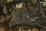 Triassic Petrified Wood (Woodworthia) Slab - Zimbabwe #289026-1